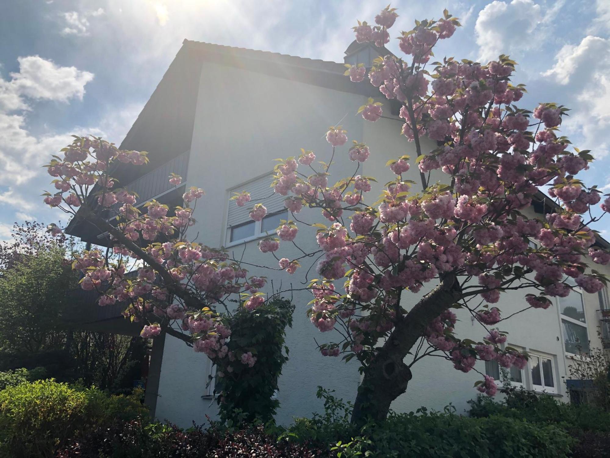 Daheim Am Wasserturm Woerth am Rhein Buitenkant foto